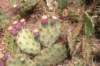 prickleypear_small.jpg